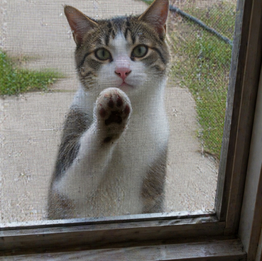CatVideoFest image still