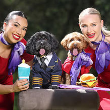 Virgin Australia to Trial Pet-Friendly Flights for Cats and Dogs in 2025