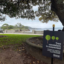 Balmoral’s Fig Trees Under Attack