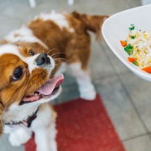 The cafe that’s gone to the dogs