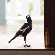 Misunderstood Magpies on the North Shore