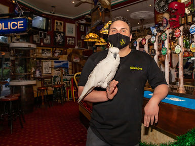 Georgie the Charismatic Cockatoo