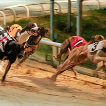 Wentworth Park’s Final Run