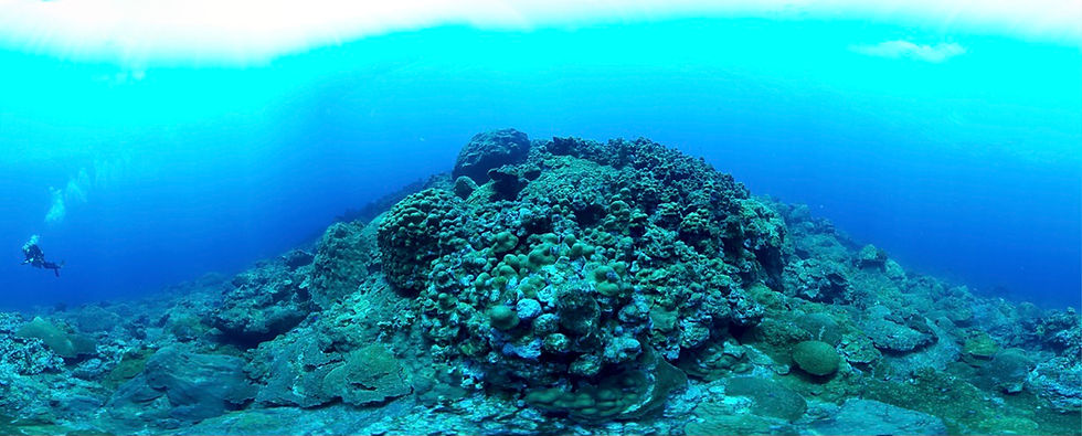 Coral form photo by Emma Goodman Hickerson