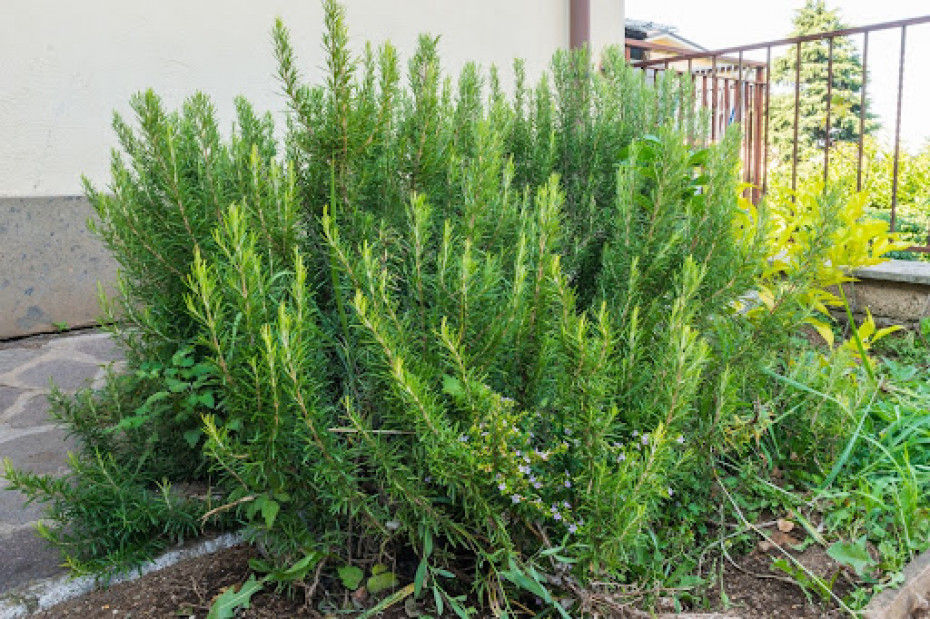 full rosemary bush