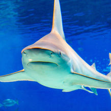 Bull Sharks in Sydney Harbour