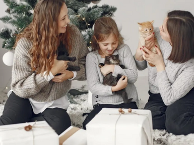 Adopt a Cat Through Kittie Kat Rescue