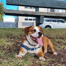 Dog Friendly Walks on Northern Beaches