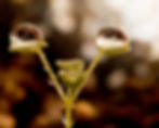 ree