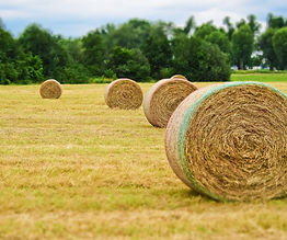 harvest-3504042_1280.jpg