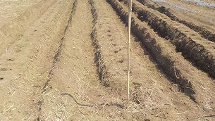 じゃがいも植え付け