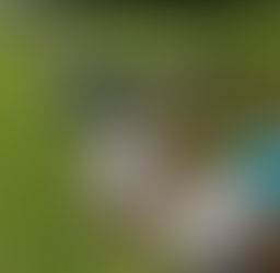 じゃがいも掘り