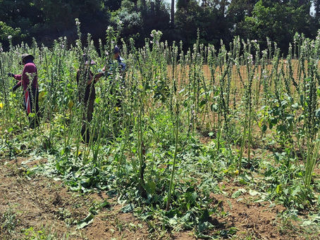 黙々とごまの葉取り