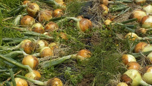 たまねぎの収穫