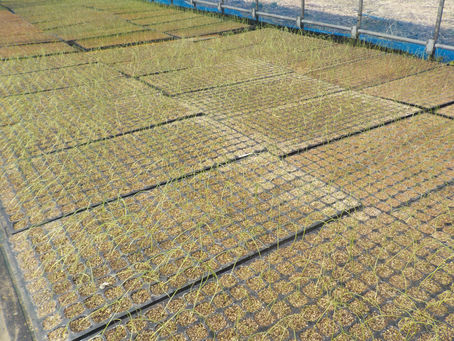 たまねぎの苗はすくすく育ってます