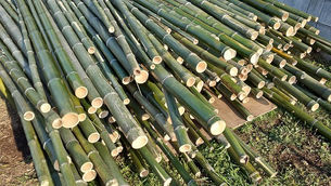 たくさんあります 伐採した竹