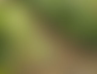 野菜販売情報 8/12~