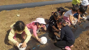 じゃがいも植え付け体験