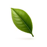 hoja de matcha_edited.png