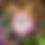 Thumbnail: Mary & June's 'Complete Gardening Pack' + free pair of Briers Gardening Gloves
