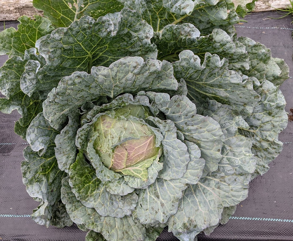 Thumbnail: Mary & June's Garden 'Grow Your Own' Soluble Feed with Micro-Nutrients & Seaweed