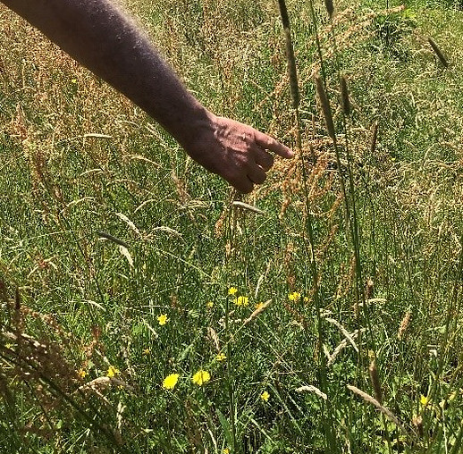 gras_edited.jpg