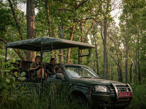 Bengalischer Tiger im Bardia-Nationalpark während einer Safari in Nepal