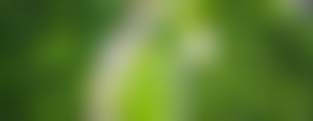 Drone image rainforest