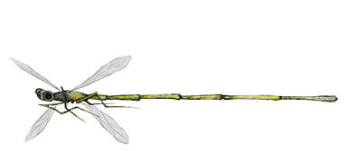Dragonfly - Gif - Adrien Dusilence