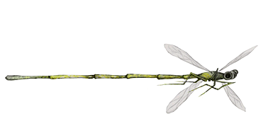 Dragonfly - Gif - Adrien Dusilence