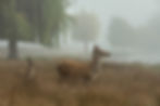 Godalming_08_Stuart Northedge_Red Deer in the Mist.jpg