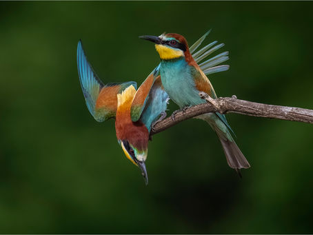 Inter-club - Winning Photography