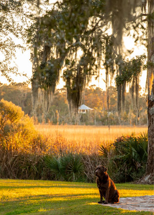 Atlanta real estate photographer, sunset pet photography