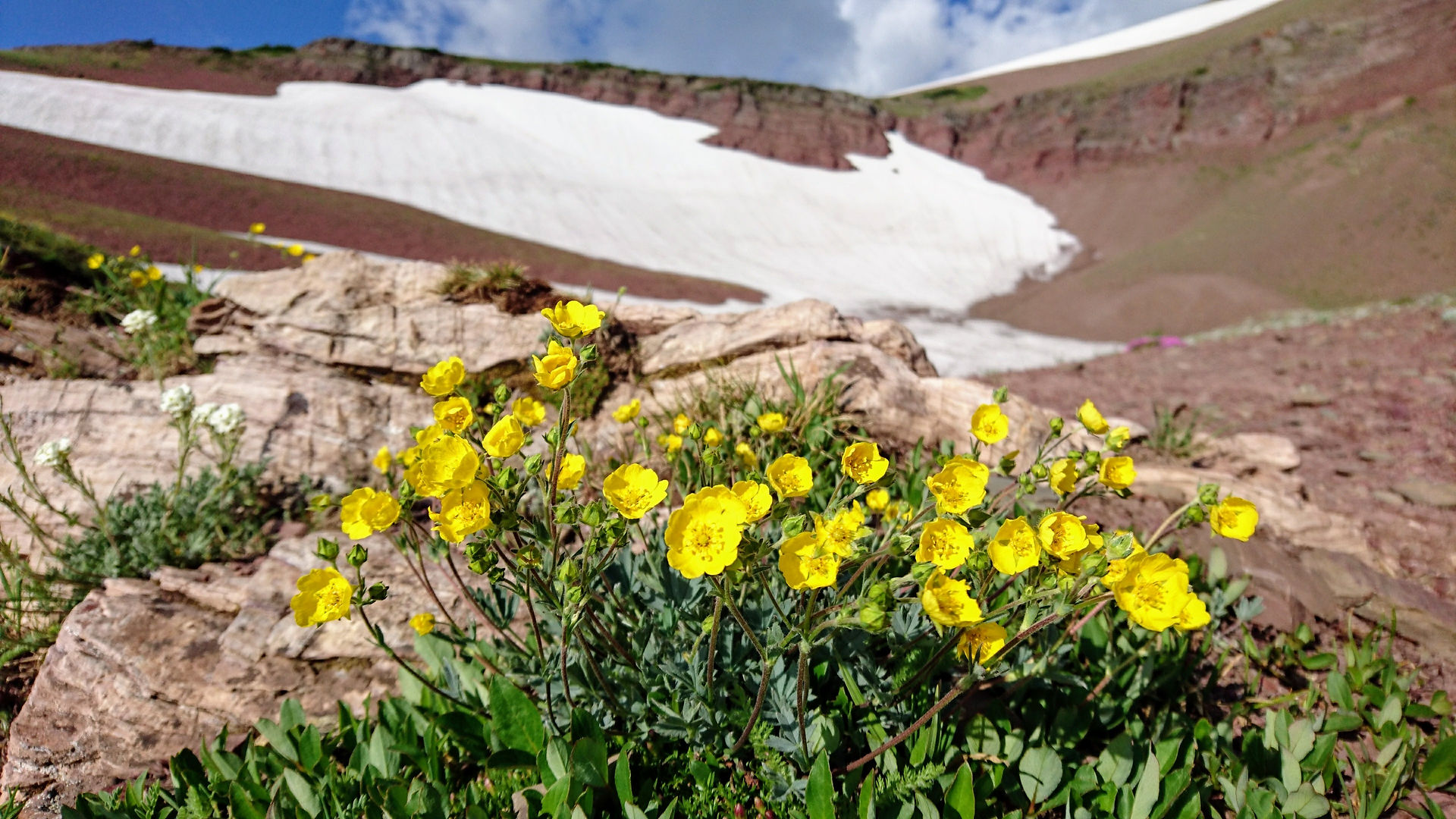 Shrubby Cinquefoil