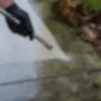 Cleaning green algae off a concrete driveway in Elkton