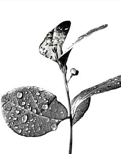 Rain Botanical II