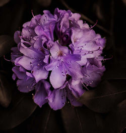 Rhododendron
