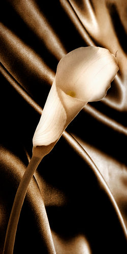 Calla Lily on Satin