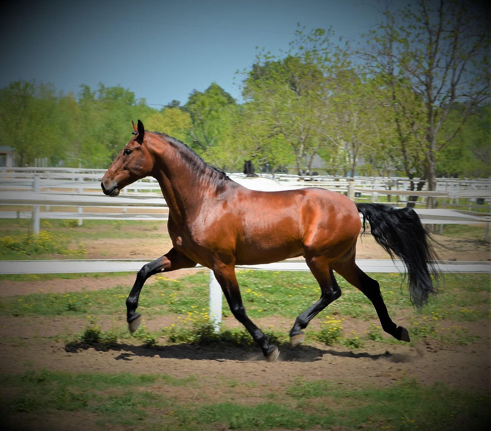 Xirope (16)