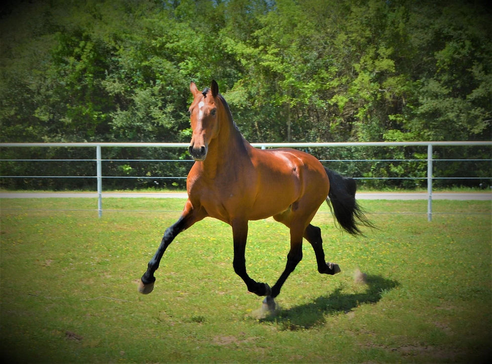 Xirope (5)