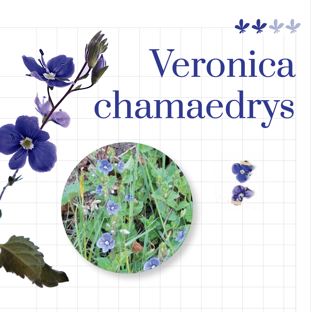 La primavera in viola e blu