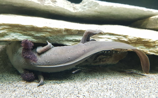 58737310_2247164955331948_48652793044029