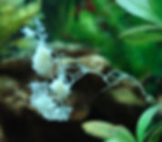 champignon vivant, aquarium, myxomicete