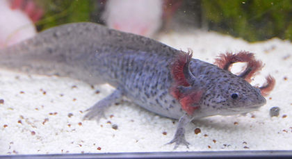 axolotl axanthique, gris