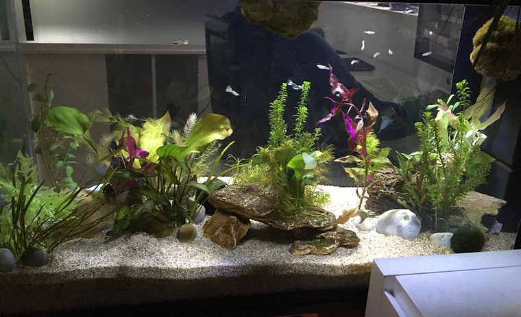 aquarium axolotl et plantes