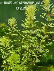 eae507369e3f6f3cceeb3d3038b7e52c_0.jpeg