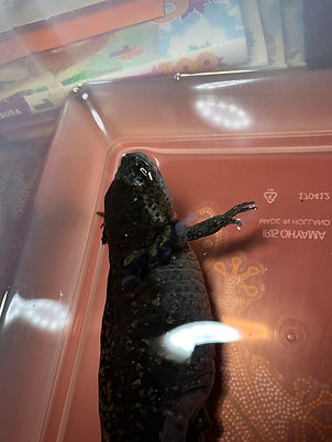 axolotl boule, axolotl nain