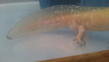 chitridiomycose, photo, axolotl