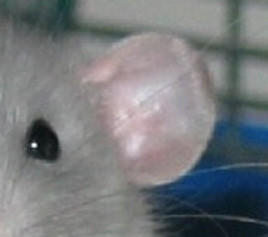 l oeil du rat
