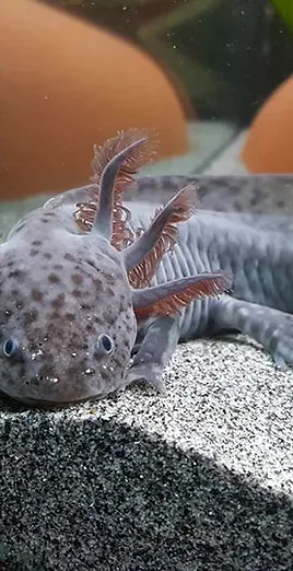 Axolotls Et Cie Couleurs Et Tarifs Des Axolotls